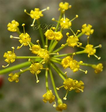  Umbellule with flowers
